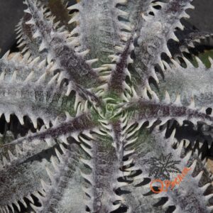 Dyckia Heaven and Hell x (Toothy x Richard Kaz)