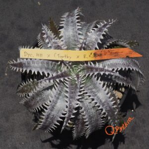 Dyckia Heaven and Hell x (Toothy x Richard Kaz)