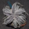 Dyckia HU-5 x Red Lotus
