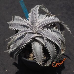 Dyckia HU-5 x Red Lotus