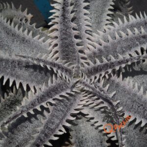 Dyckia HU-5 x Red Lotus