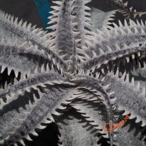 Dyckia HU-5 x Red Lotus