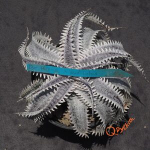 Dyckia HU-5 x Red Lotus