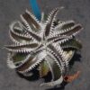 Dyckia HU-5 x Red Lotus