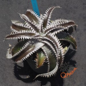 Dyckia HU-5 x Red Lotus