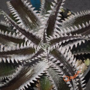 Dyckia HU-5 x Red Lotus