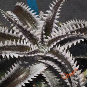 Dyckia HU-5 x Red Lotus
