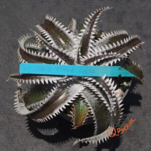 Dyckia HU-5 x Red Lotus
