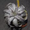 Dyckia (goehringii x Gray Ops) x HU-5