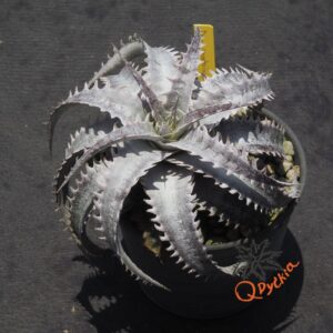 Dyckia (goehringii x Gray Ops) x HU-5