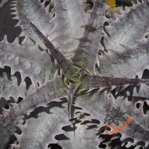 Dyckia (goehringii x Gray Ops) x HU-5