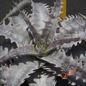 Dyckia (goehringii x Gray Ops) x HU-5