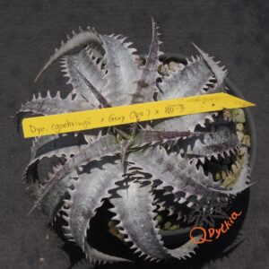 Dyckia (goehringii x Gray Ops) x HU-5