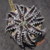 Dyckia (Squid x glauca) x Heaven and Hell