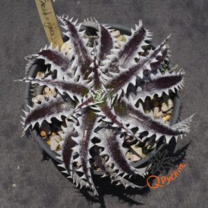 Dyckia (Squid x glauca) x Heaven and Hell