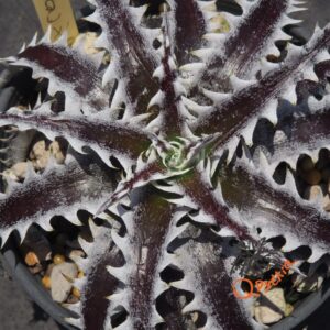 Dyckia (Squid x glauca) x Heaven and Hell