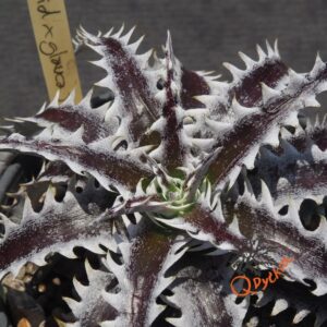 Dyckia (Squid x glauca) x Heaven and Hell