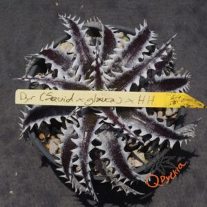 Dyckia (Squid x glauca) x Heaven and Hell