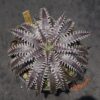Dyckia (Toothy x Richard Kaz) x dawsonii Hybrid Purple Red Silver