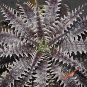 Dyckia (Toothy x Richard Kaz) x dawsonii Hybrid Purple Red Silver