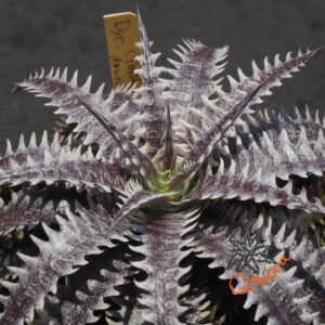 Dyckia (Toothy x Richard Kaz) x dawsonii Hybrid Purple Red Silver