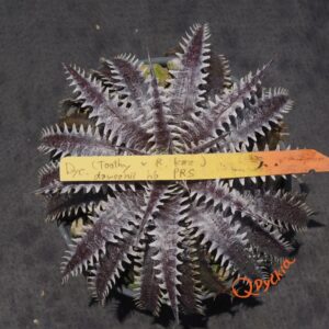 Dyckia (Toothy x Richard Kaz) x dawsonii Hybrid Purple Red Silver