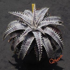 Dyckia ML Red Clone F1 x Bangkok Star