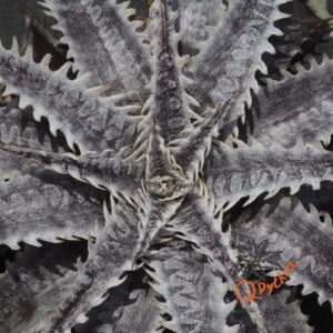 Dyckia ML Red Clone F1 x Bangkok Star