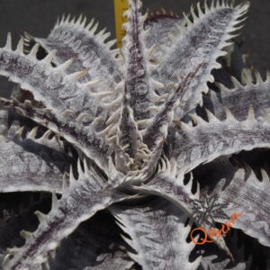 Dyckia ML Red Clone F1 x Bangkok Star