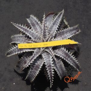 Dyckia ML Red Clone F1 x Bangkok Star