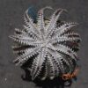 Dyckia fosteriana x fosteriana