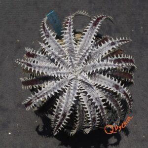 Dyckia fosteriana x fosteriana