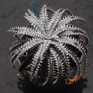 Dyckia fosteriana x fosteriana