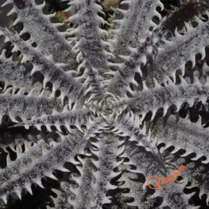 Dyckia fosteriana x fosteriana