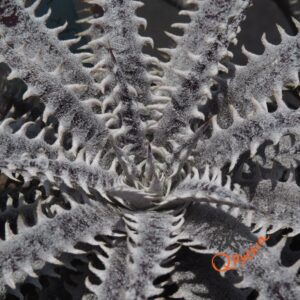 Dyckia fosteriana x fosteriana