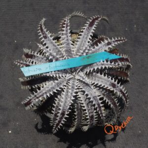 Dyckia fosteriana x fosteriana