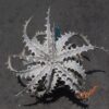 Dyckia ML Red Clone F1 x goehringii New Form