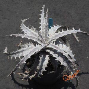 Dyckia ML Red Clone F1 x goehringii New Form