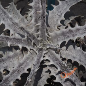 Dyckia ML Red Clone F1 x goehringii New Form