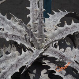 Dyckia ML Red Clone F1 x goehringii New Form