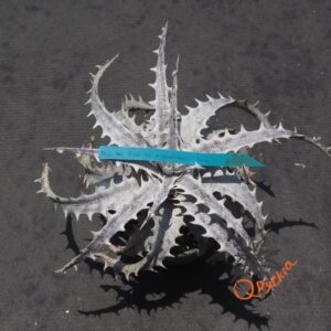 Dyckia ML Red Clone F1 x goehringii New Form