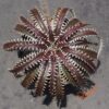 Dyckia Sky Walker x ML Super Wide Leaf