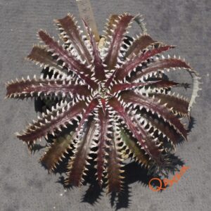 Dyckia Sky Walker x ML Super Wide Leaf
