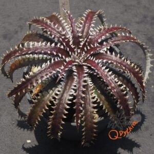 Dyckia Sky Walker x ML Super Wide Leaf