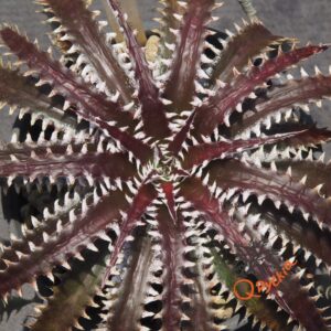 Dyckia Sky Walker x ML Super Wide Leaf