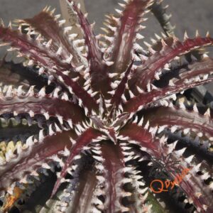 Dyckia Sky Walker x ML Super Wide Leaf