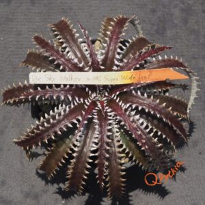 Dyckia Sky Walker x ML Super Wide Leaf