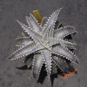 Shop – Qdyckia Shop