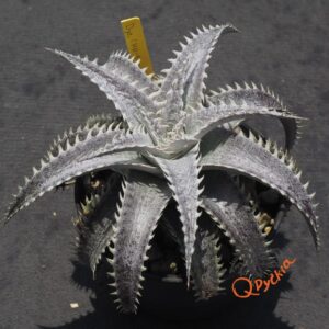 Dyckia (HU-5 x Squid) x ML Super Wide Leaf