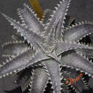 Dyckia (HU-5 x Squid) x ML Super Wide Leaf